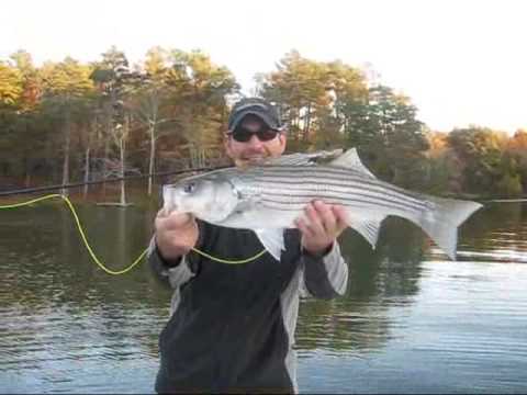 Stripers on the Fly Lake Lanier Stripers Out of Li...