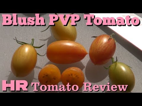 Video: Azoychka paradajky s biftekom – zistite, ako pestovať rastlinu paradajky azoychka