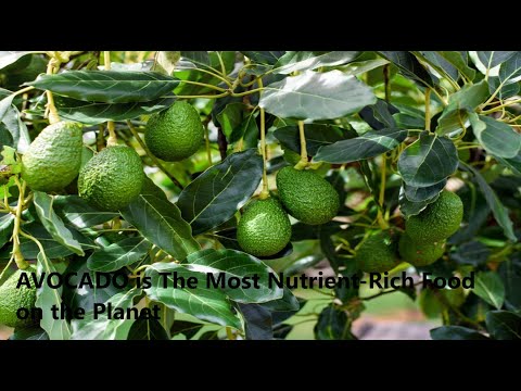 ایوکاڈو کے فوائد | AVOCADO سیارے پر سب سے زیادہ غذائیت سے بھرپور غذا ہے۔