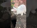 @clairelawson2015:  Two free roam hooligan buns and their morning routine. Nibbles is still out eati