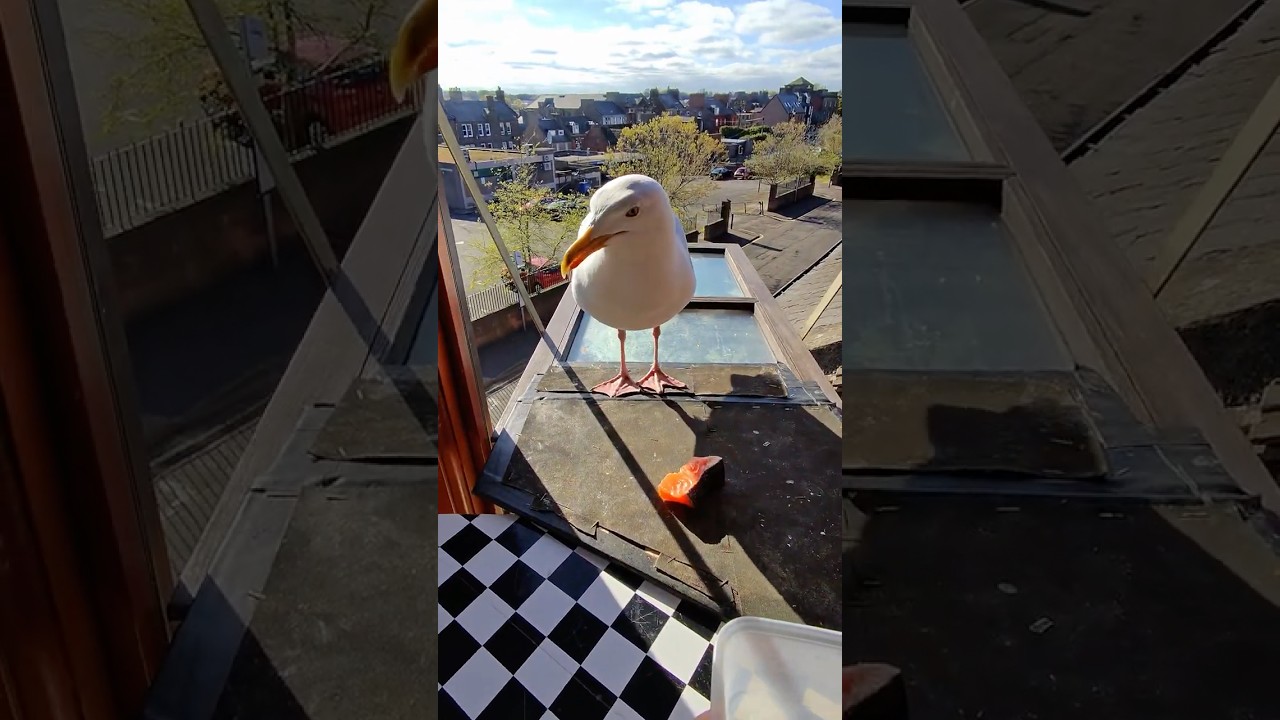 My Pet Seagull Doesn't Care About Salmon Anymore...