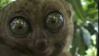 DRAMATIC LEMUR