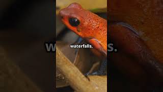 Meet the Giants World's Largest Frogs!