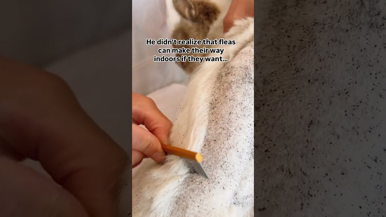 This Cat Is COVERED IN FLEAS And Owners Are Surprised Because She S INDOOR ONLY Catlover