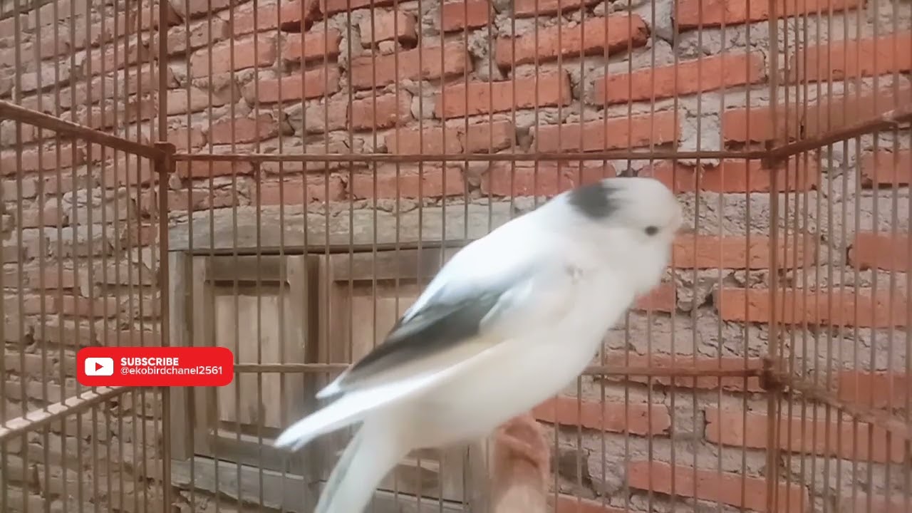 Pancingan Jitu Untuk Burung Kenari Membisu