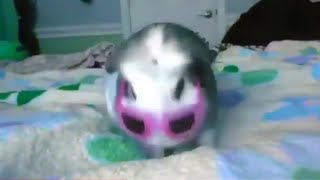 Reupload Space Unicorn Video Star