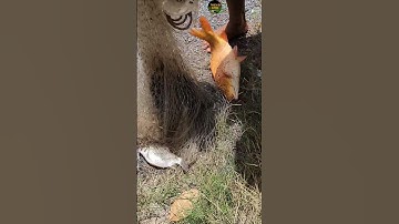 chài phát một lên em cá chép #shortvideo