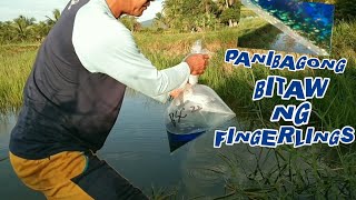 Tilapia Basic Tips Part 13 Releasing New Fingerlings  Episode 1