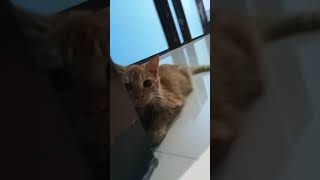 #kucinglucu#kucing #gemoy#catloverlifev #bismillahfyp#beautiful #skincareroutine #lifeisbutadream