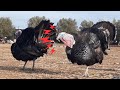 صوت الديك الرومي في المزرعة Turkey Gobble Turkey Call Turkey Sound 