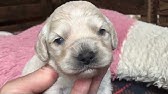 コッカプー 成犬 Youtube コッカプー 成犬 Youtube