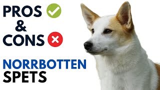 Norrbottenspets Pros and Cons | Norrbottenspitz Advantages and Disadvantages