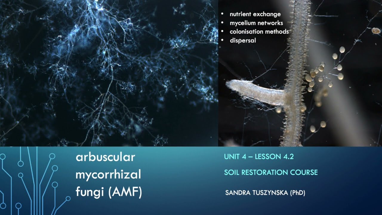 Lesson 4.2 - Arbuscular mycorrhizal fungi nutrient exchange, dispersal and colonisation methods