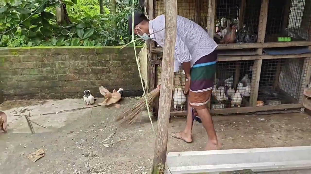 কবুতর ঘর পরিষ্কার করলাম.