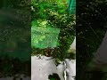 fish aquarium #fishaquarium #fishfarming #fishfarmingindia #fishingvideo #fishtank