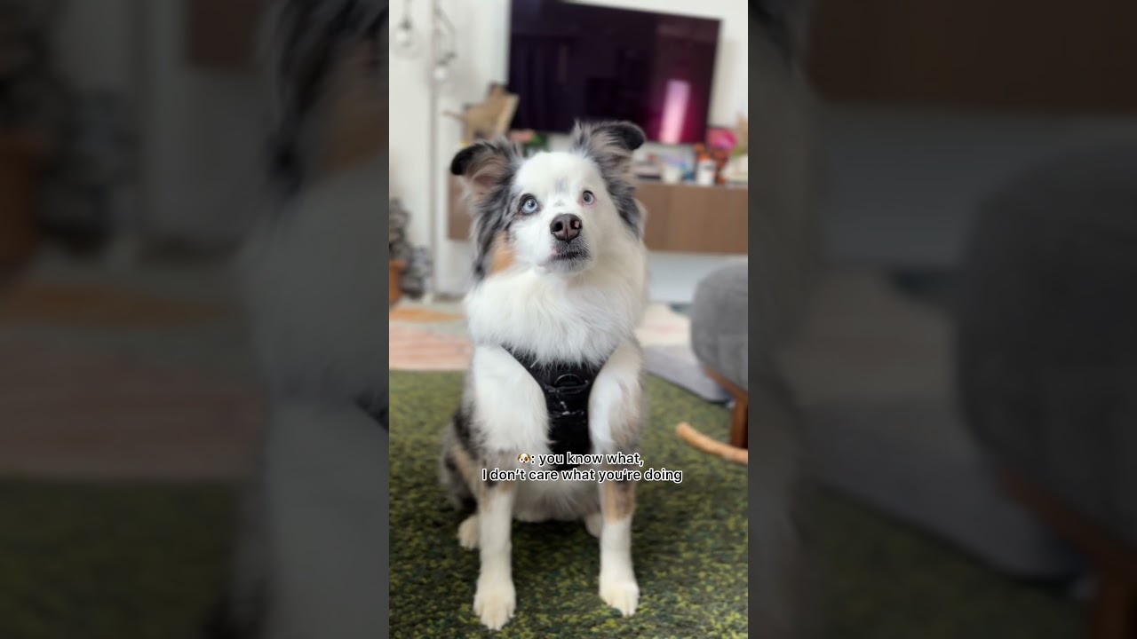 Прогулка щенка против прогулки мамы 