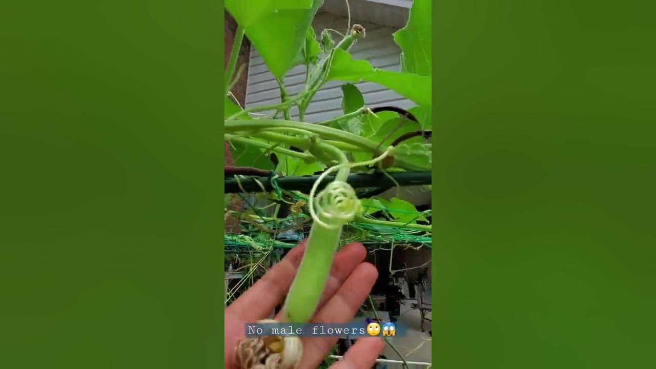 How can I pollinate my bottle gourd without male flowers?😱😭 YouTube