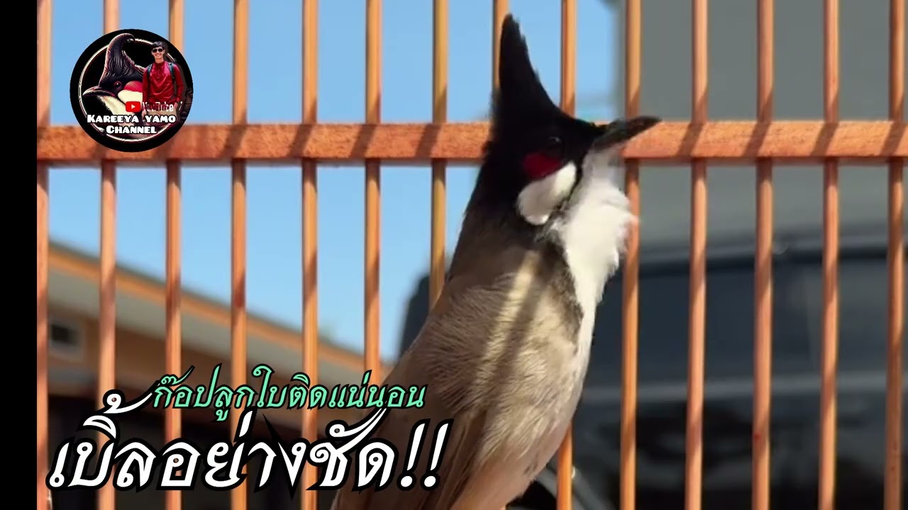 นกกรงหัวจุกเบิ้ลหวานๆ นกกรงหัวจุกเบิ้ล เปิดก๊อปลูกใบติดแน่นอน!!