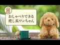 【新登場！】しゃべる子犬のぬいぐるみ 『おしゃべりトイプードル』ご紹介！