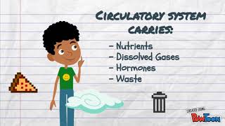 Circulatory System Of Animals