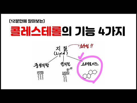 [거대분자] 3.8 지질 - 콜레스테롤의 기능 4가지 정리