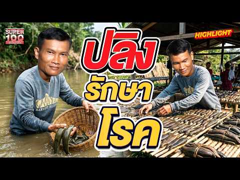 ปลิงควายรักษาโรคได้จริงเหรอ!? #ไพฑูรย์ นักหาขุมทรัพย์ใต้ดิน HIGHLIGHT | SUPER100