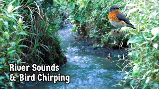 Flowing River with Birds: Soothing Sounds of Nature .WATER SOUND FOR FOCUS and SLEEP, suara burung