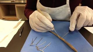 Dissecting Ernie the Earthworm