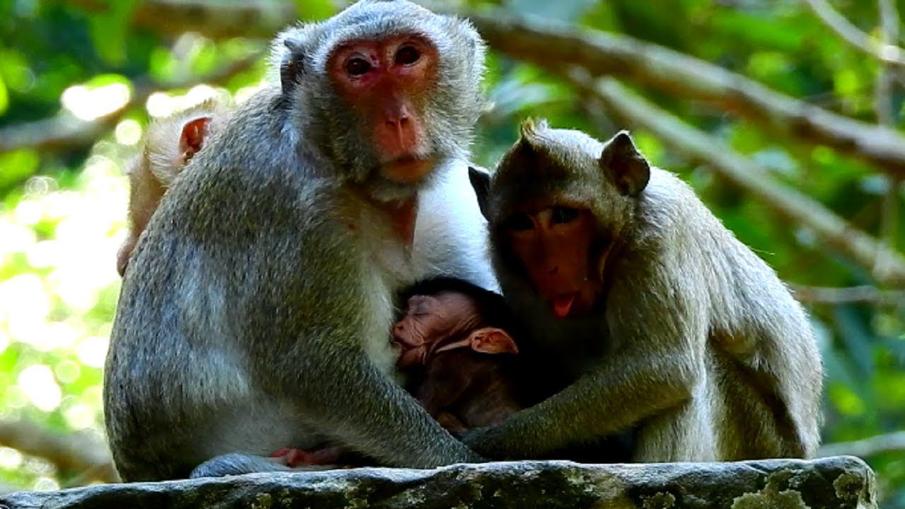 So Cute New Baby Monkey Monkey! Janna Feel Tired Taking Rest and Nursing Mother!