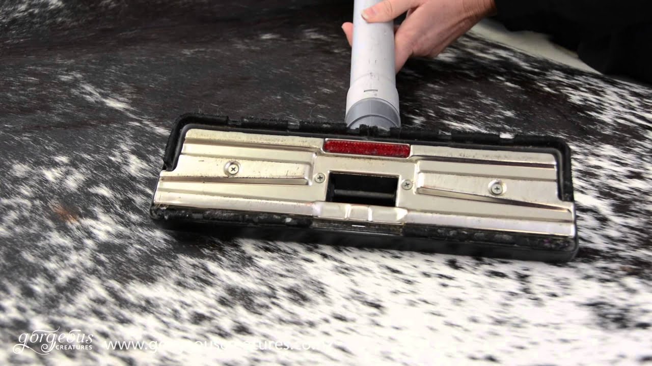 Cowhide Vacuuming How To Vacuum A Cowhide Rug At Home 2019 Youtube
