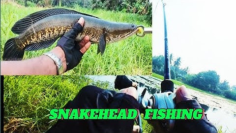 How to catch monster Snakehead fish on cheapest rubber frog || fish hunting videos @rkangler