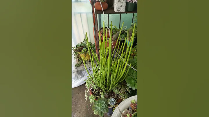A look inside gazebo greenhouse!   January 2016.
