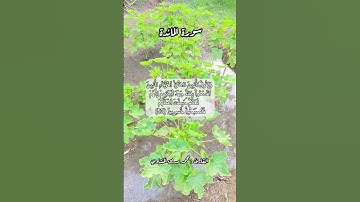 سورة المائدة ٥٣ #قرآن_كريم #قرآن #قران #اكسبلور #quran #قران_كريم #قرأن