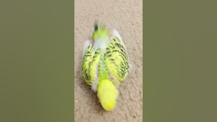 I can run everywhere 🐥 #budgies #parakeet 🥰 ❤️ #birds
