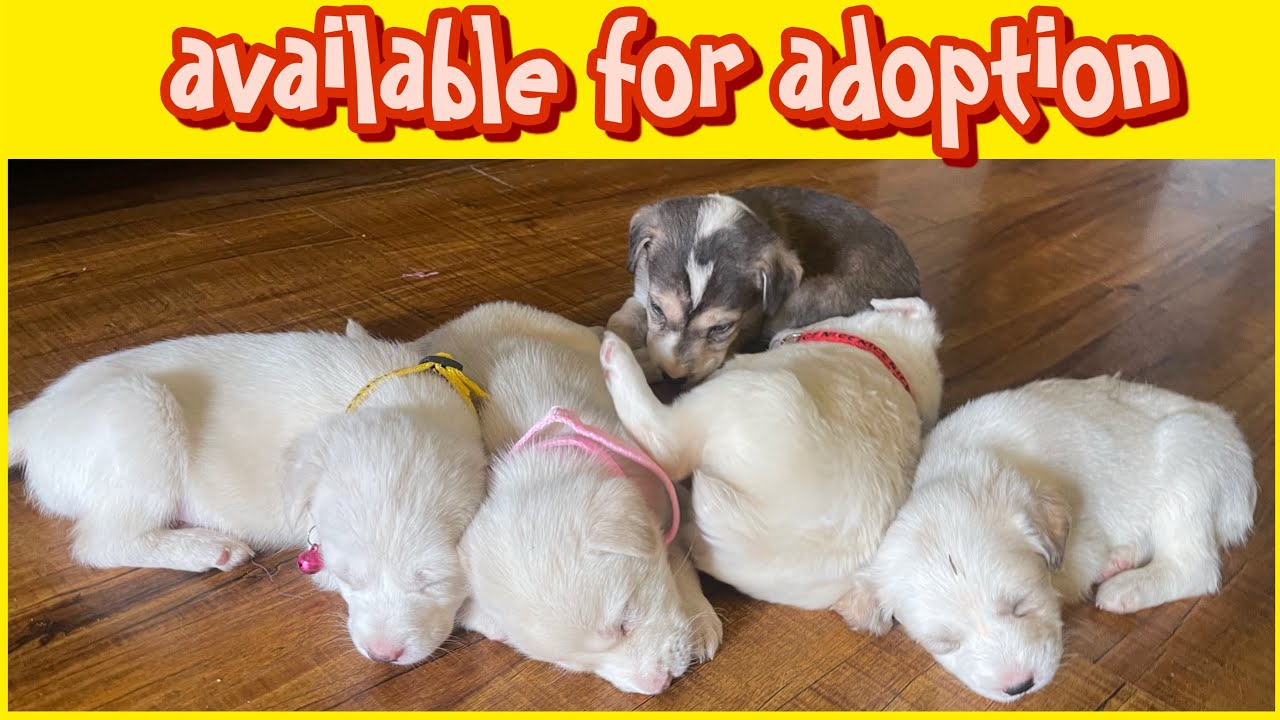 9 puppies available for Adoption - YouTube