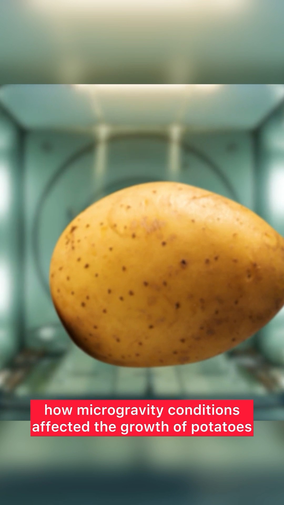 What Happens When a Man Eats Only Potatoes Every Day? #journey #curiosity