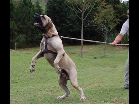 Fila Brasileiro - Canil Itanhandu