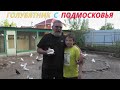 Голубятник с Подмосковья у Нас в гостях! #pigeons #göyərçinlər #tauben