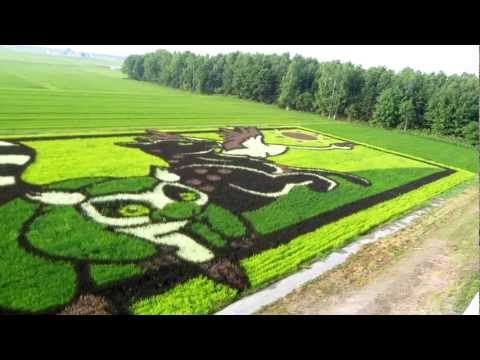 2012/7/31 東鷹栖の田んぼアート（２）　nikon p300