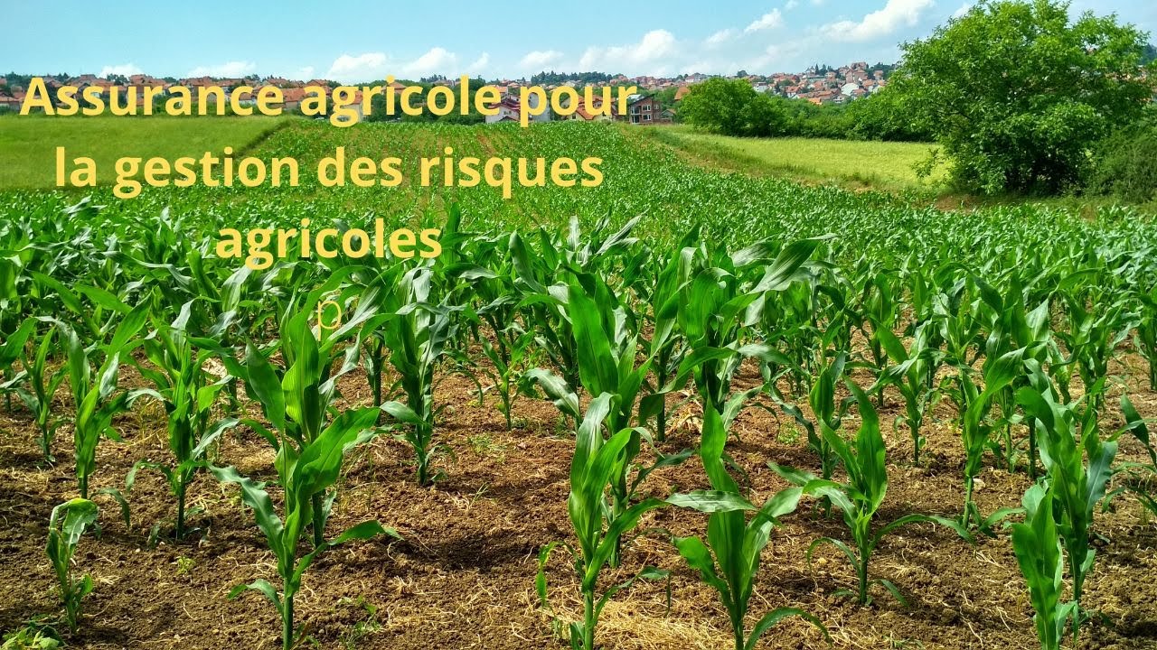 Assurance agricole : Pour la gestion des risques agricoles - YouTube