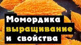 видео Выращивание момордики (индийского огурца) в открытом грунте