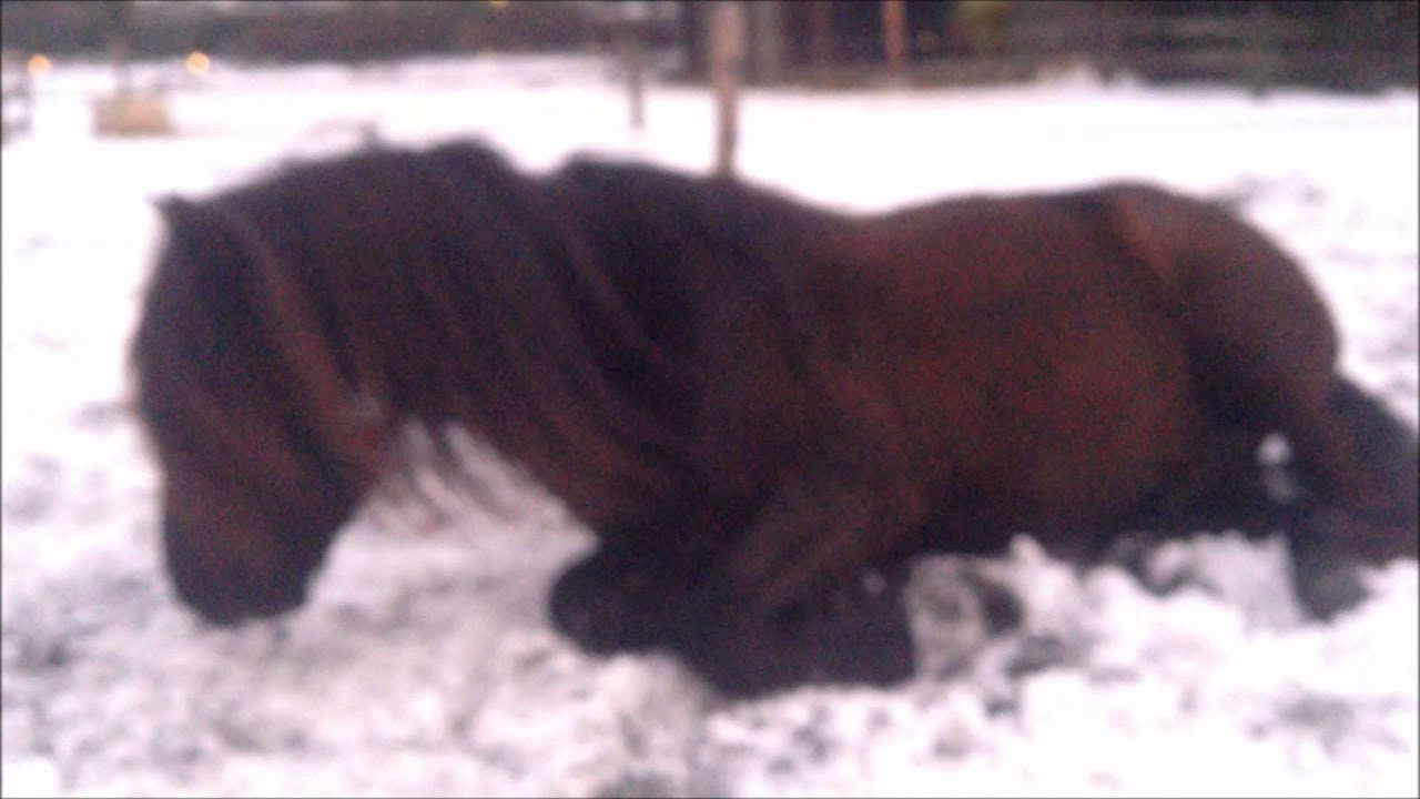 Showisi - The bond of friendship - Horses in the snow