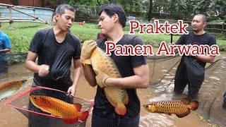 Panen Arwana tapi Zong
