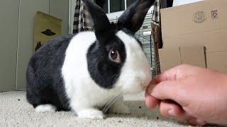 Rabbit practicing biting accuracy