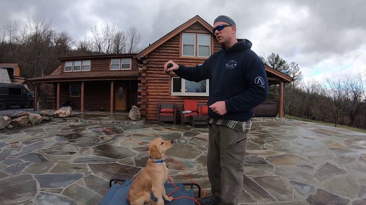Training Young and Fearful Dogs (Golden Retriever) - The Ridgeside K9 Way.