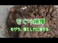もぐらの捕獲