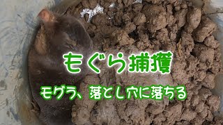 もぐらの捕獲