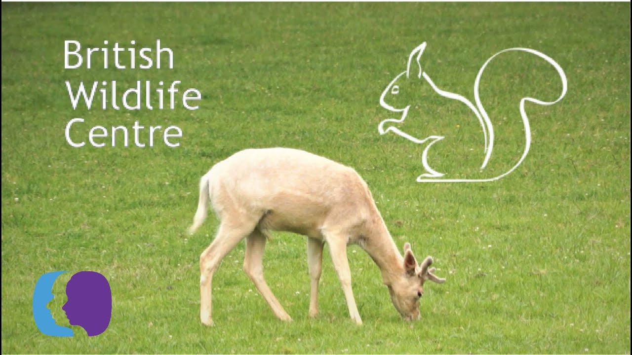 British Wildlife Centre