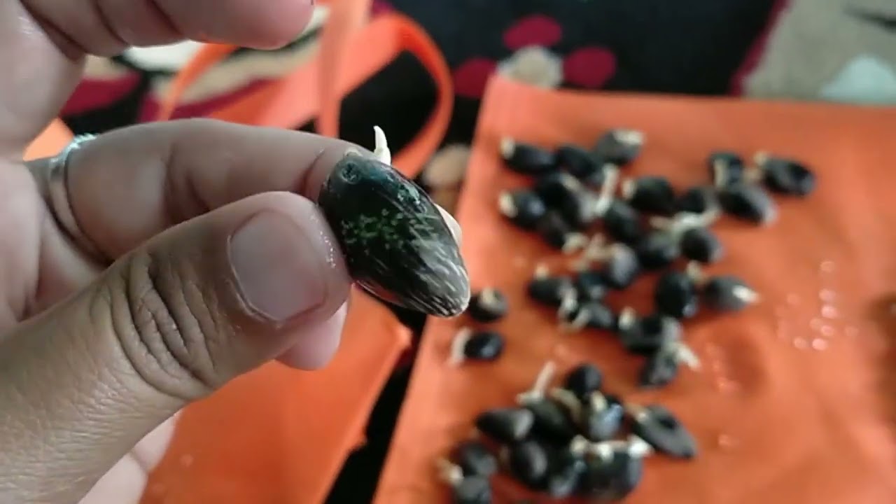 Cara Mengetes Kecambah Sawit PPKS Asli Jenis Yangambi 239