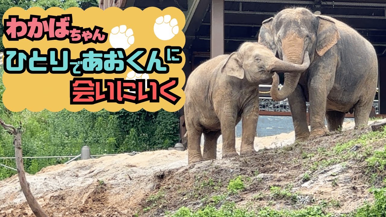 【ひとりであおくんに会いに行く♪】その時ゆずはママの低音ボイスが…🐘💨